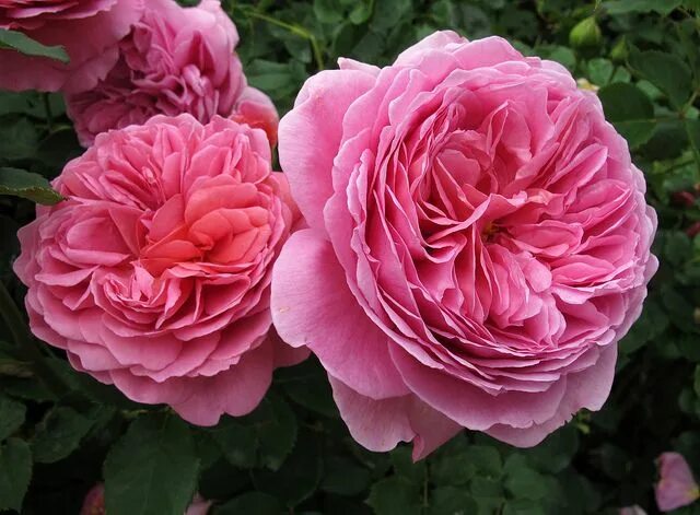 Принцесса оф кент роза фото Princess Alexandra of Kent David austin roses, Rose, Hybrid tea roses