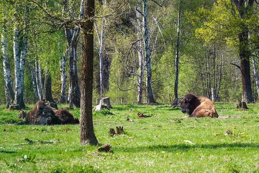 Приокский заповедник фото Природный заповедник приокско