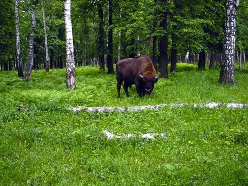 Приокско террасный заповедник фото В гости к страусам и зубрам: поездка в заповедник и на страусиную ферму - цена 3