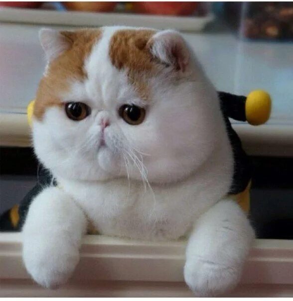 Приплюснутые коты фото Pin on КОТИКИ Cute cats, Exotic shorthair cat, Cutest cats ever