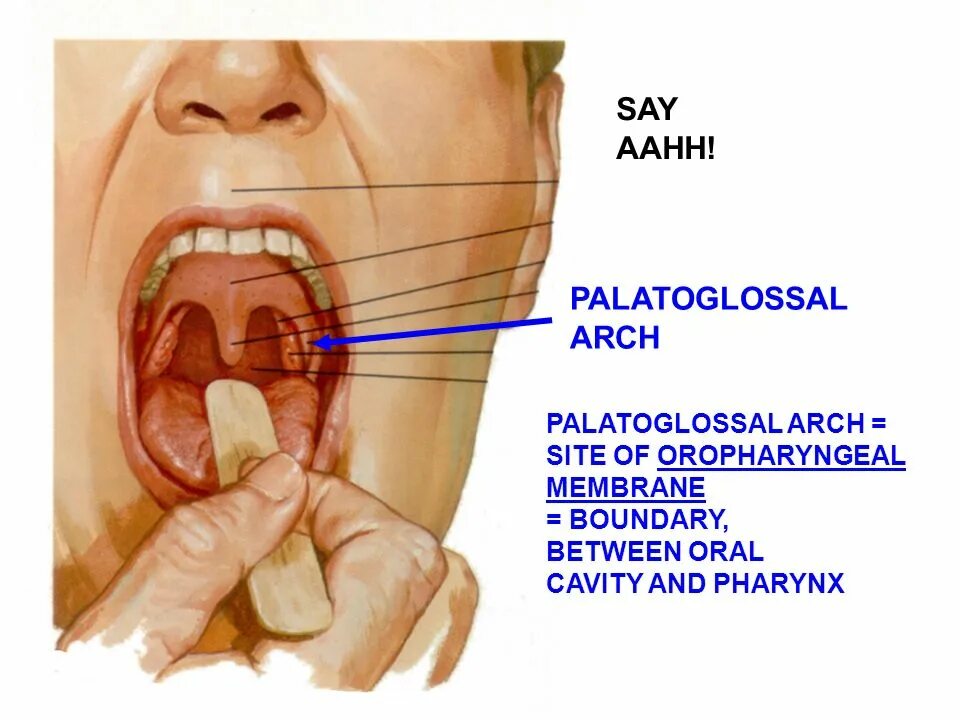 Припухлость в горле с одной стороны фото REVIEW OF HEAD AND NECK I. EMBRYOLOGY. - ppt video online download