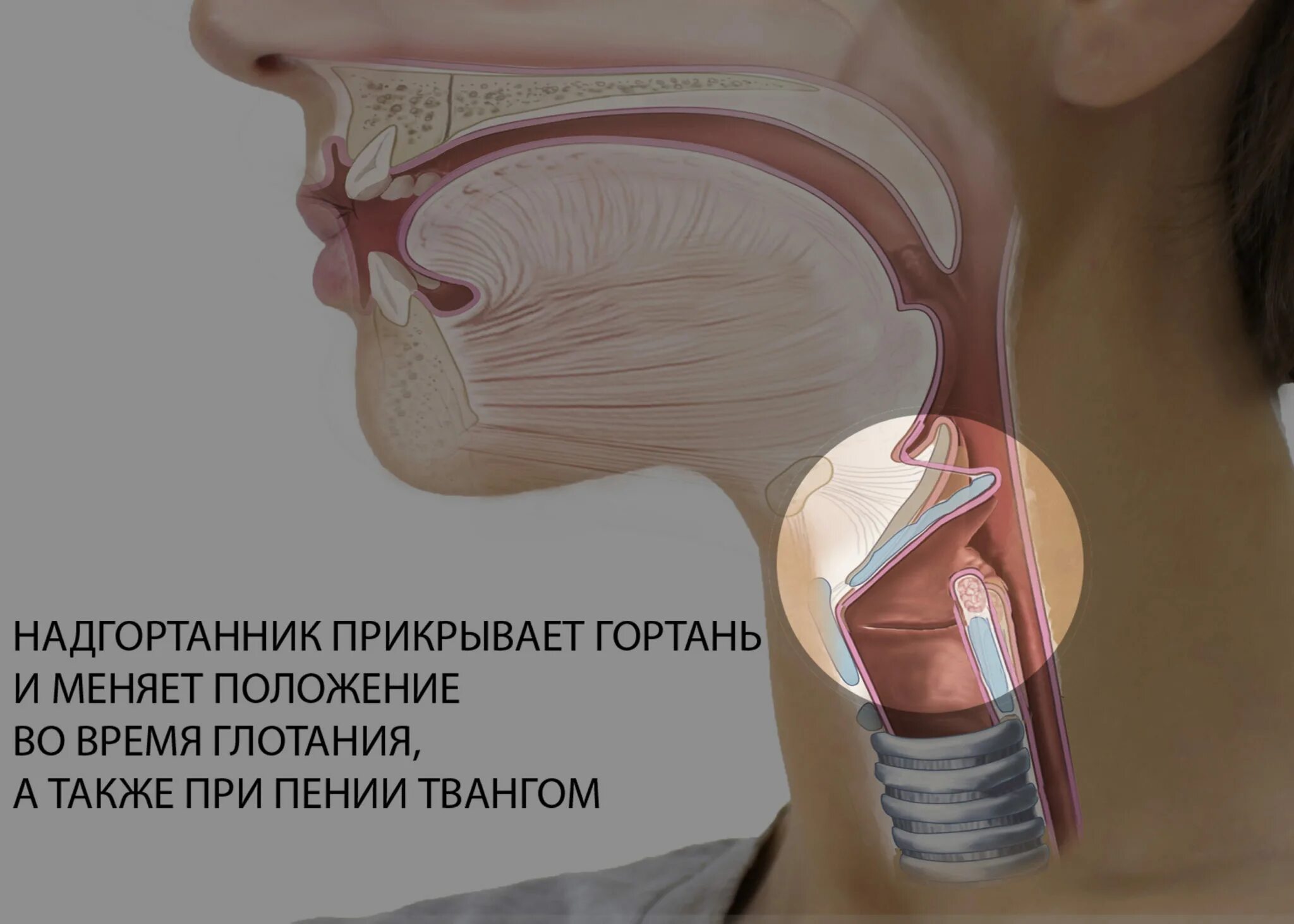 Припухлость в горле с одной стороны фото Что такое тванг в вокале. Или зачем мяукать при пении? - O VOCALE