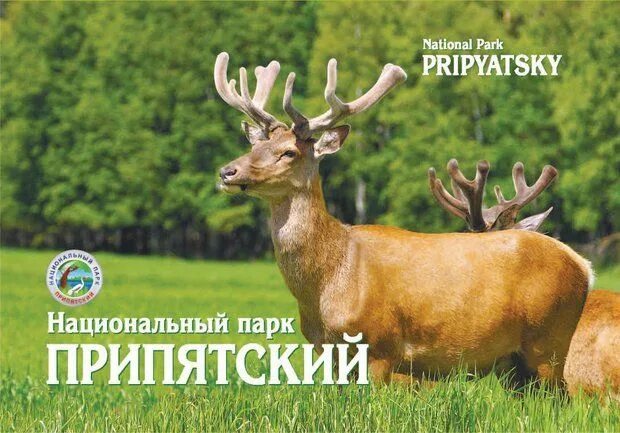 Припятский национальный парк фото nacpark_pripyatskiy.jpg (620 × 433) National parks, National, Belarus