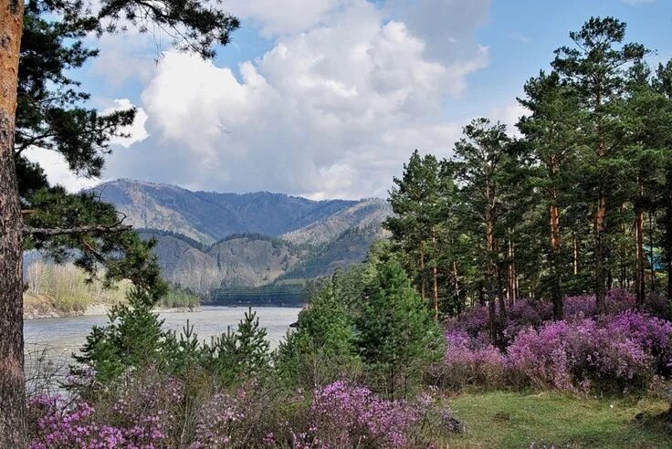 Природа амурской области фото Благодать Земная и Небесная: Зацвел багульник .... Nature, Montagne, Beauté