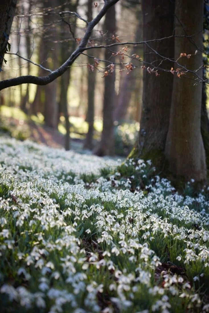 Природа апреля фото Garden Visit: Snowdrop Season at Painswick Rococo Garden - Gardenista Spring nat