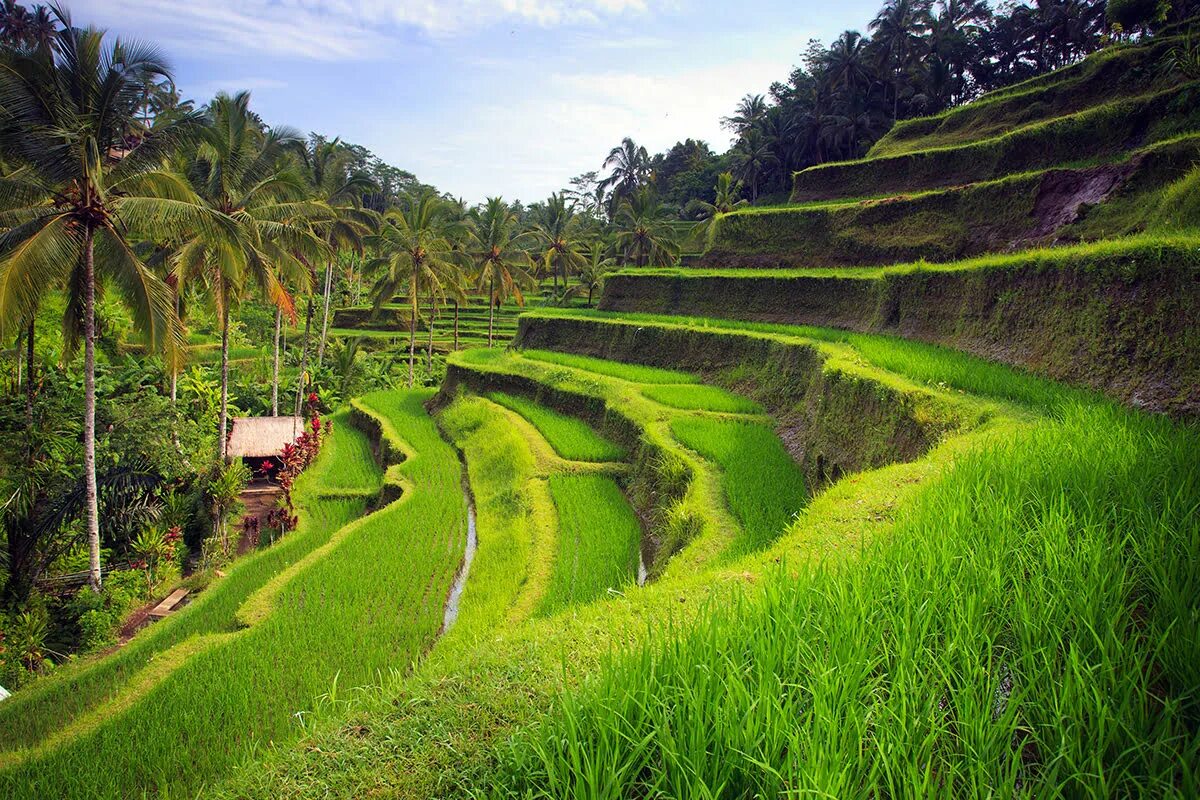 Природа бали фото Best time to Visit Bali: Travel Tips and Top Seasonal Festivals