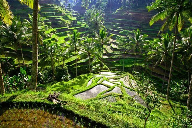 Природа бали фото Ubud, Bali: Planning Your Trip Убуд, Турист, Места для посещения