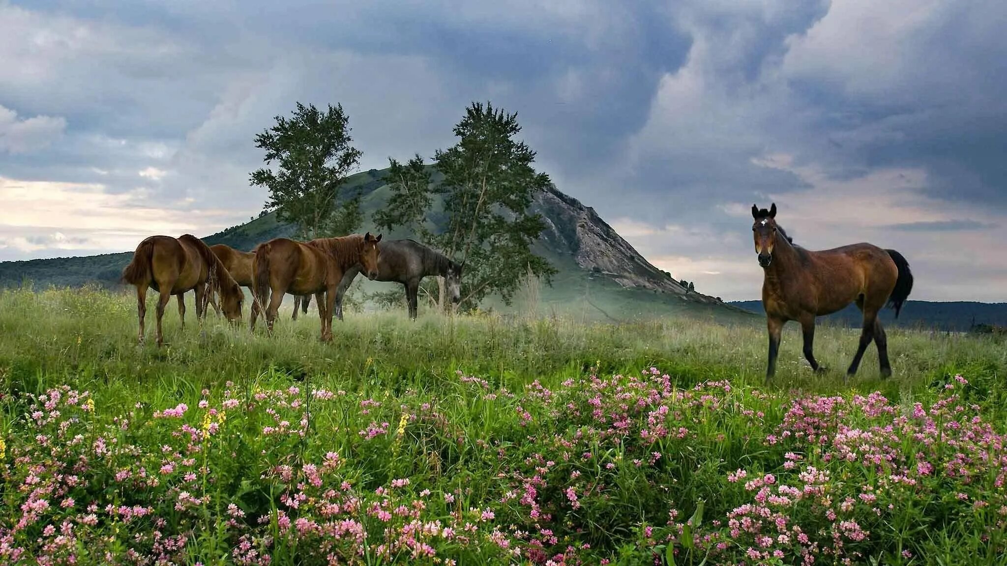 Природа башкортостана фото высокого разрешения Фото галерея "Родной край" 2024, Белебеевский район - дата и место проведения, п