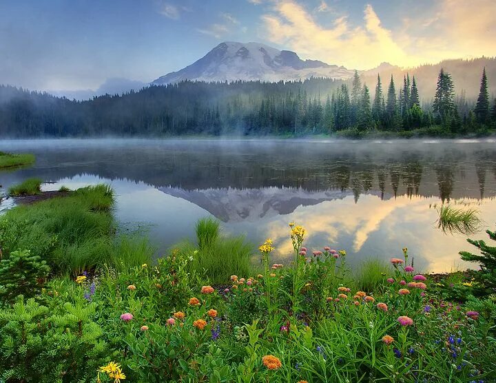 Природа днем фото Best Places This Year To Photograph Wildlflowers On Mount Rainier Национальный п