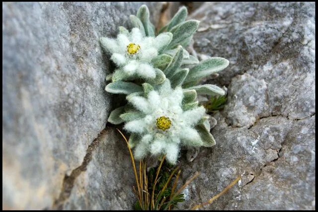 Природа эдельвейсы фото Еделвайс Fiori primaverili, Fiori, Immagini di fiori