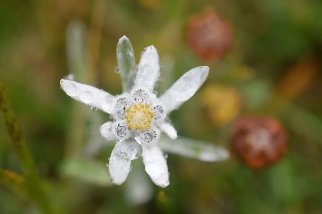 Природа эдельвейсы фото Download free photo of Edelweiss, flower, white,free pictures, free photos - fro