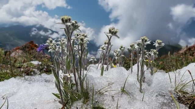 Природа эдельвейсы фото Leontopodium Alpinum Видеоматериалы: просматривайте 269 стоковое видео в формате