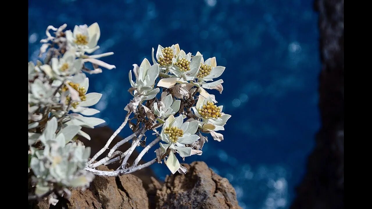 Природа эдельвейсы фото EDELWEISS ÉCHO (Marche Tyrolienne) de Jo SONY. Accordéon et chant. - YouTube