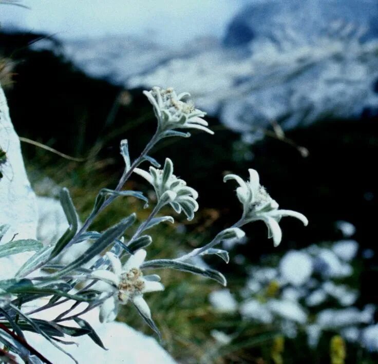 Природа эдельвейсы фото Edelweiss Slovenia Weiße blumen, Blumen