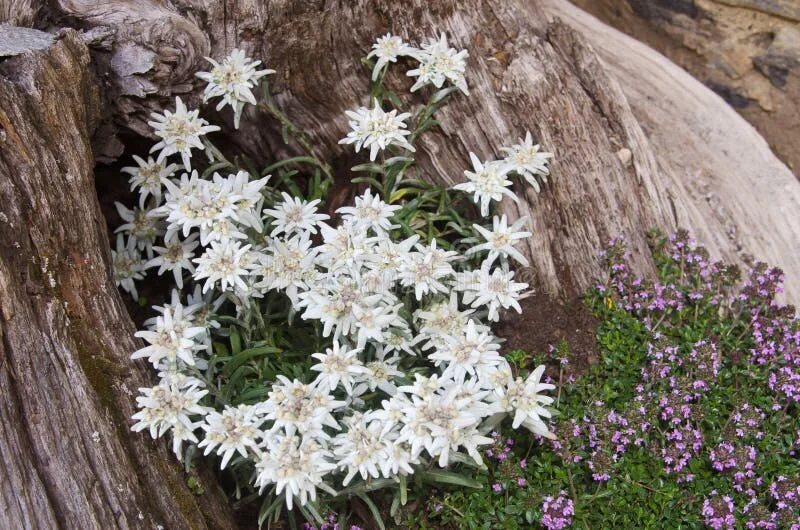 Природа эдельвейсы фото Edelweiss stock image. Image of shape, blooms, bouquet - 33257859