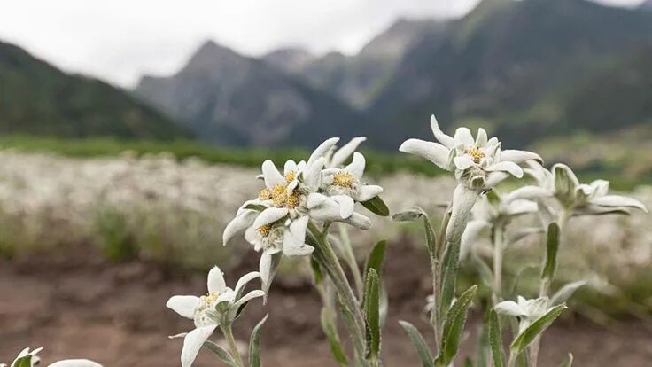 Природа эдельвейсы фото Edelweiss from Valais - Weleda - Magazine - Weleda in 2020 Alpine plants, Nature