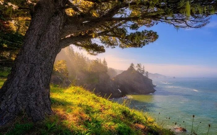 Природа фото берег #nature, #coast, #Oregon, #trees, #landscape, #sea, #grass, #forest, #sunlight, 