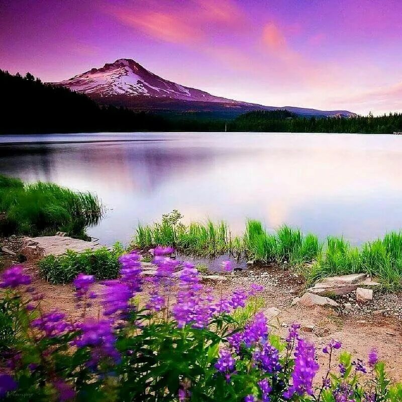 Природа фото красивые на телефон бесплатно Pin by Mary Edwards on Purple passion Beautiful landscapes, Beautiful nature, Na