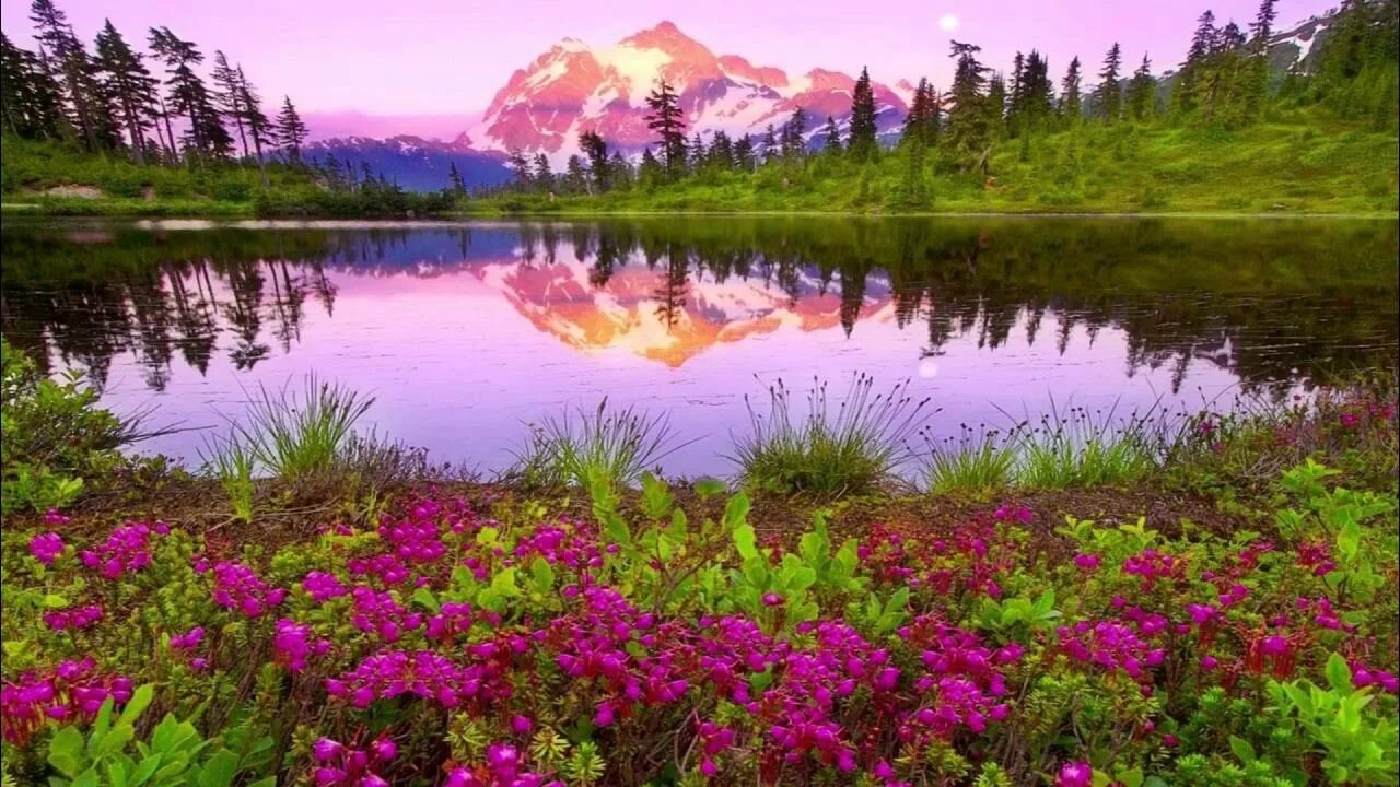 Природа фото онлайн бесплатно Bird Happy Hour at the Mountain Creek mp4 - YouTube