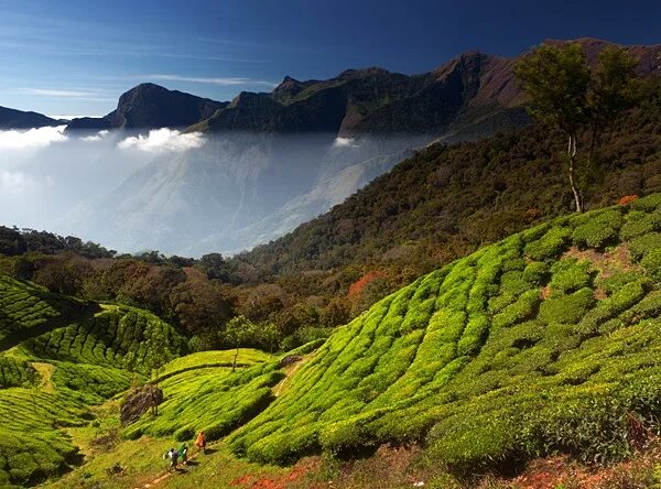 Природа индии фото Tea Fields of Kerala, S, India c/or NatGeo.com Asien, Indisch