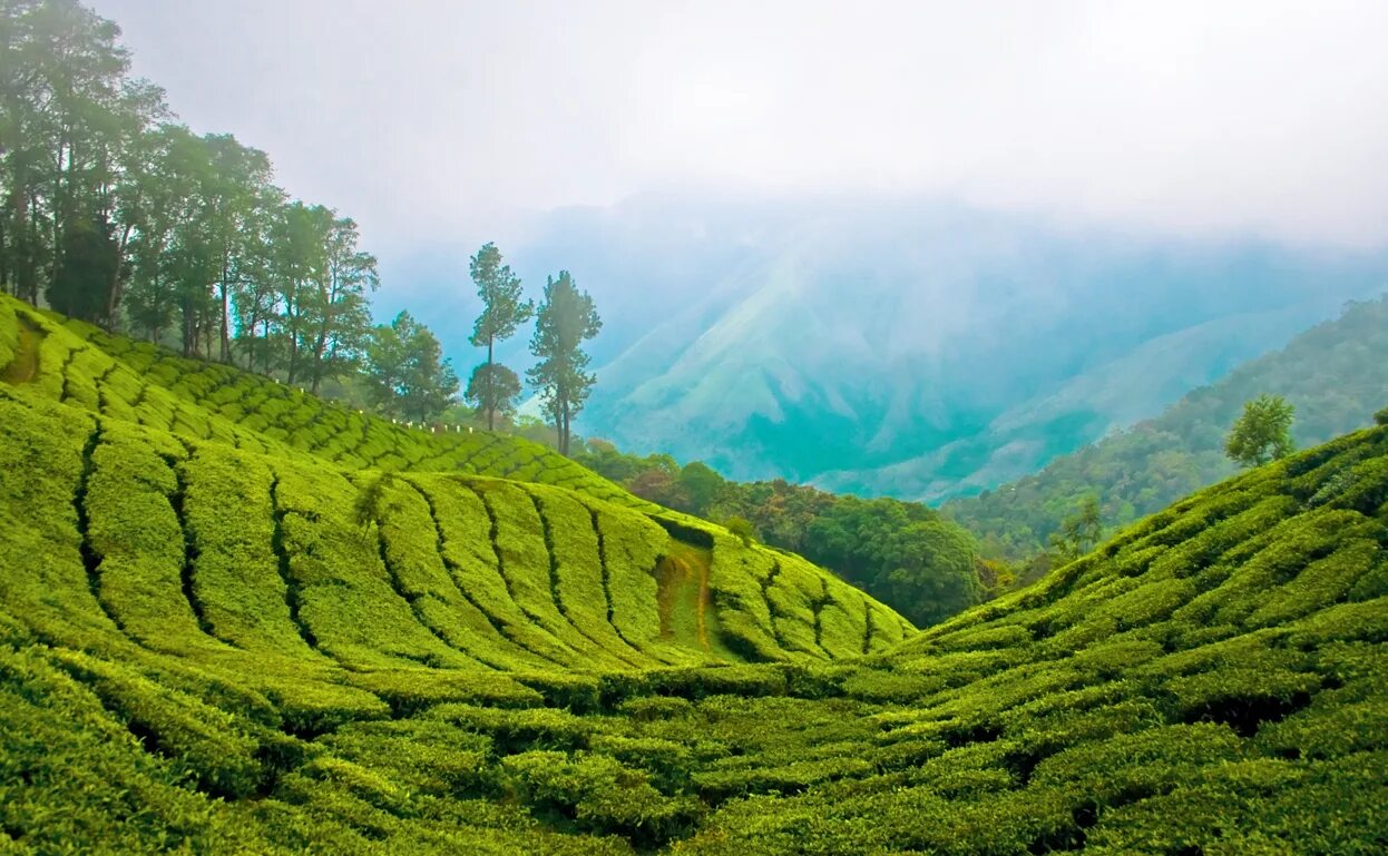 Природа индии фото Файл:Munnar Top station.jpg - Википедия