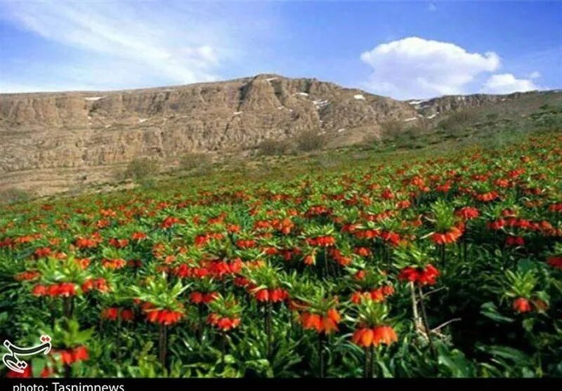 Природа ирана фото Fritillaries Plain in Iran's Ali Goudarz - Tourism news - Tasnim News Agency