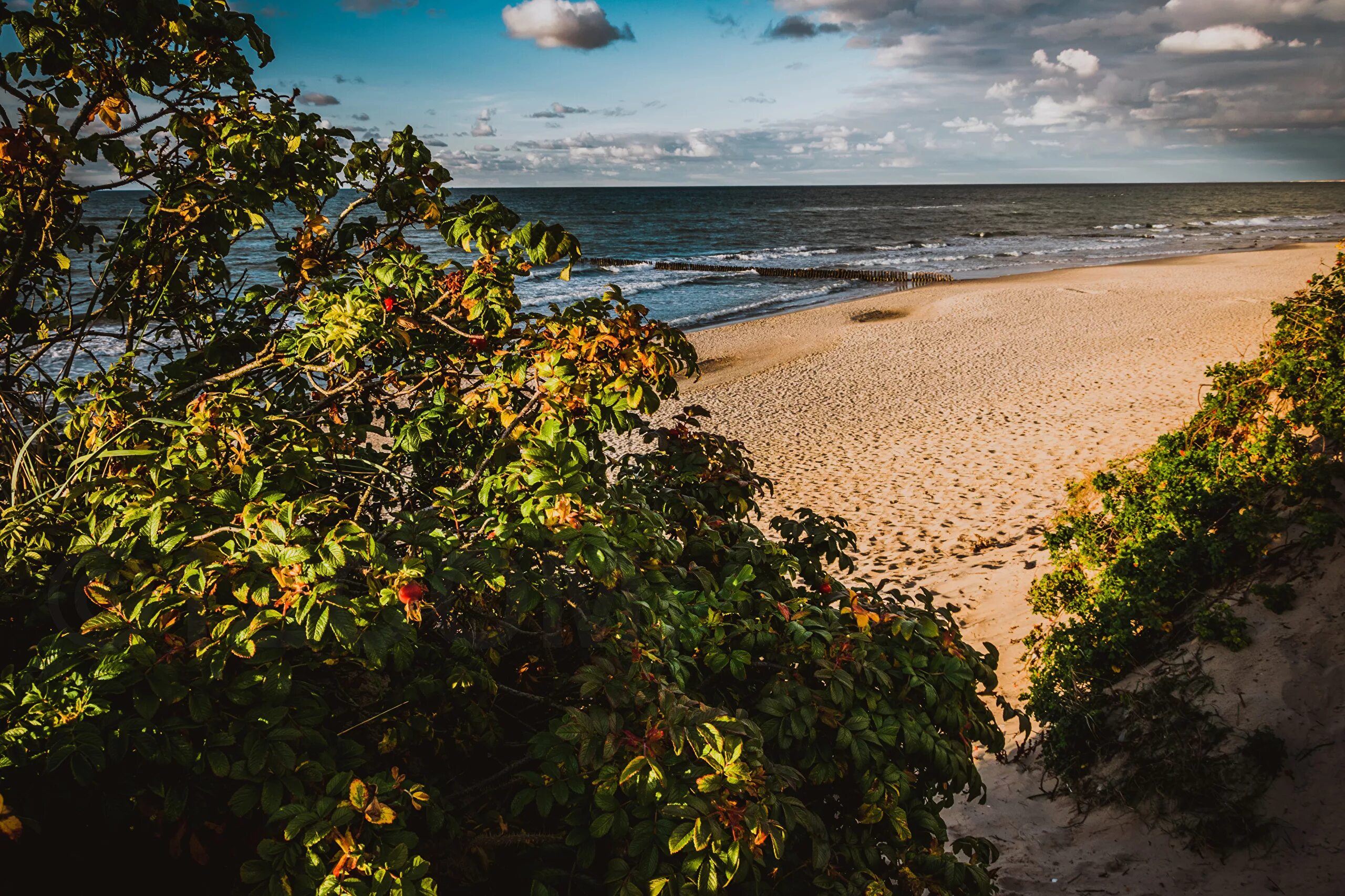 Природа калининградской области фото Картинки Россия Baltic Sea Zelenogradsk Rose пляжи Море 2560x1706