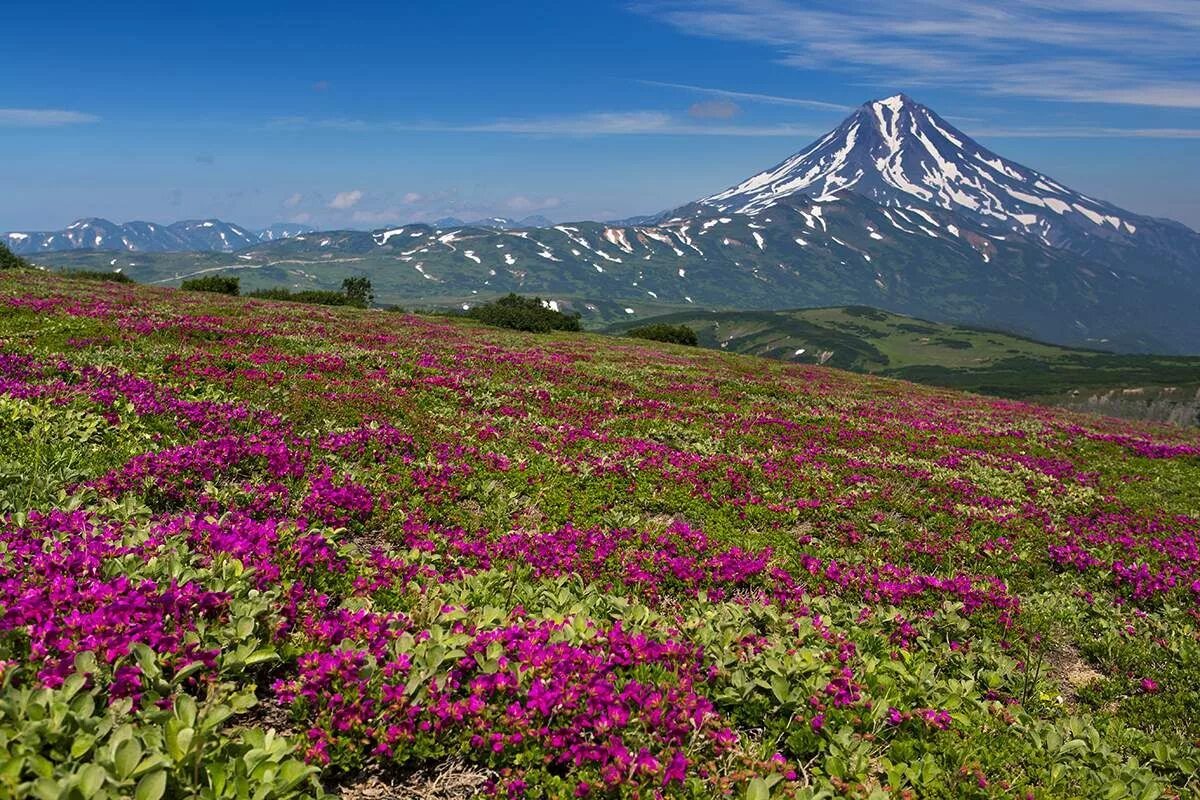 Природа камчатки фото самые красивые Цветущая Камчатка / Камчатка. Июль 2013. Плато вулкана Горелый. На дальнем плане