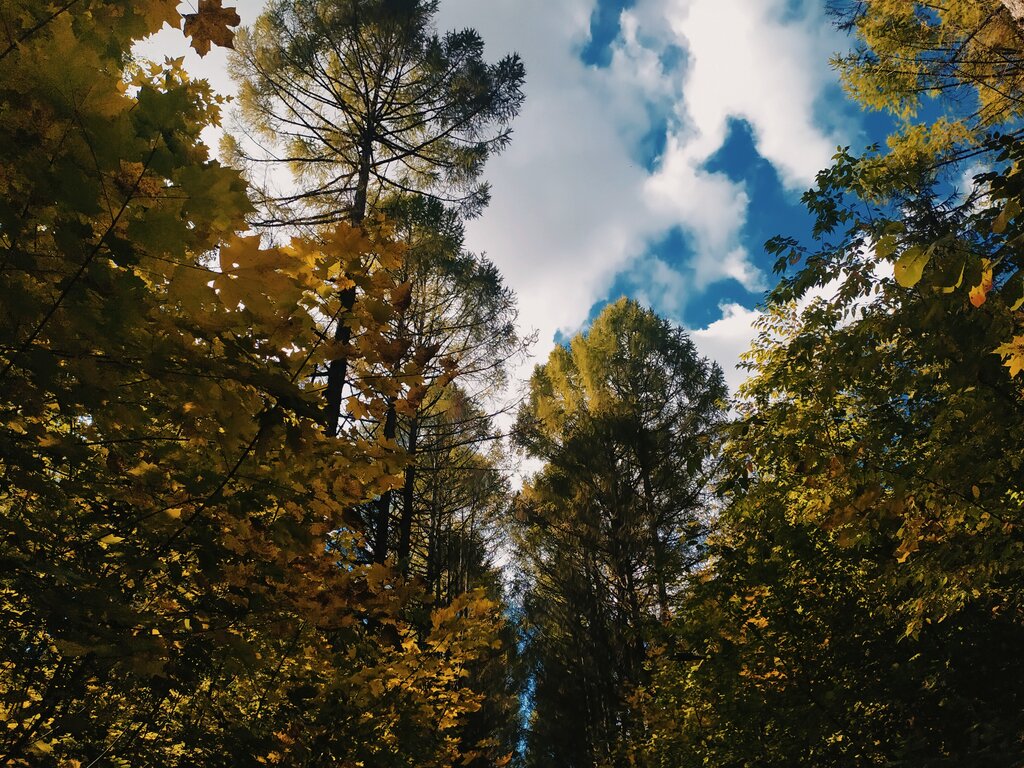 Природа кирова фото Памятник природы регионального значения Дендропарк лесоводов Кировской области, 