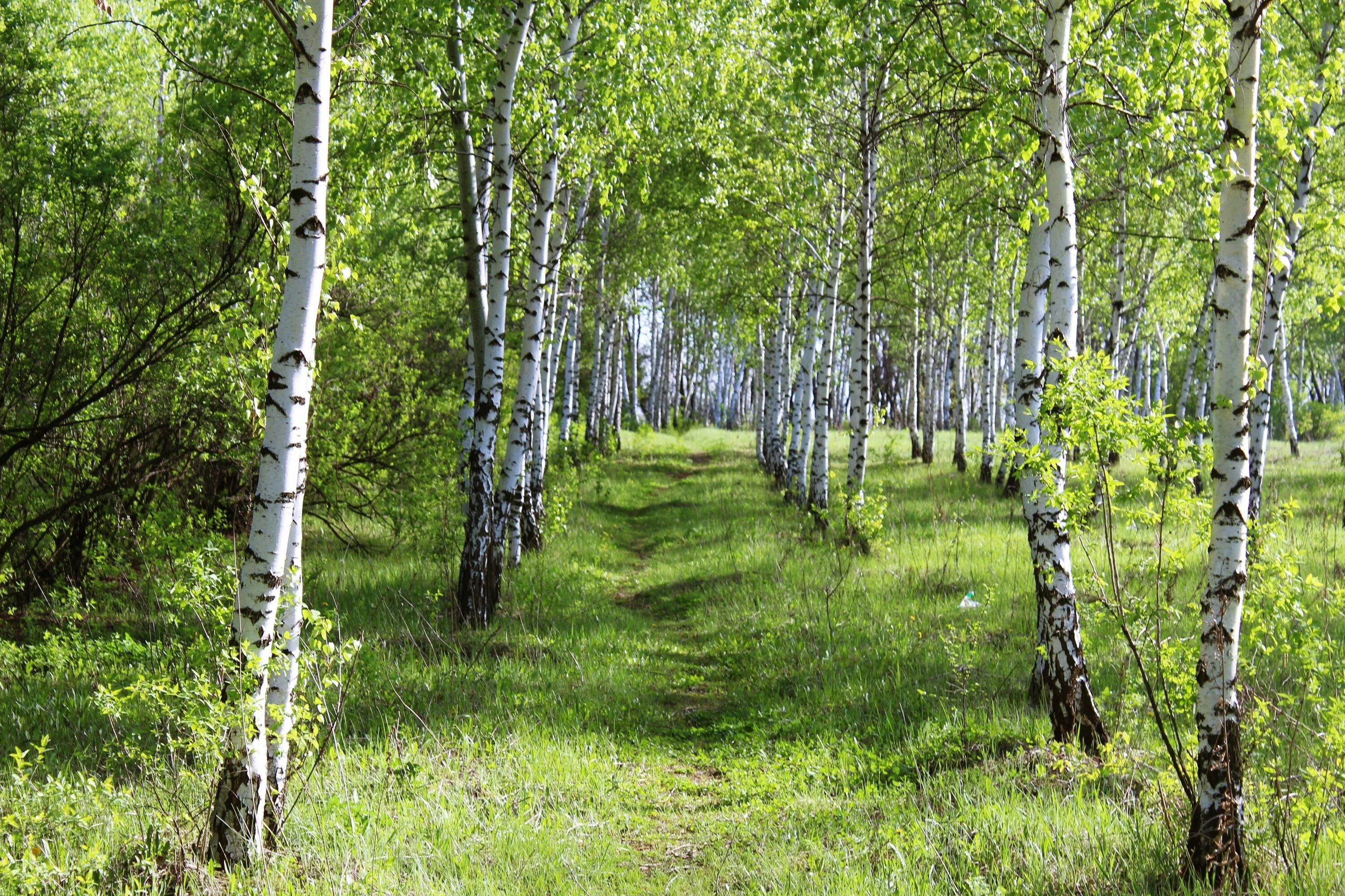 Природа красивые фото береза Trees. Birches. Tree, Tree wallpaper, Beautiful nature