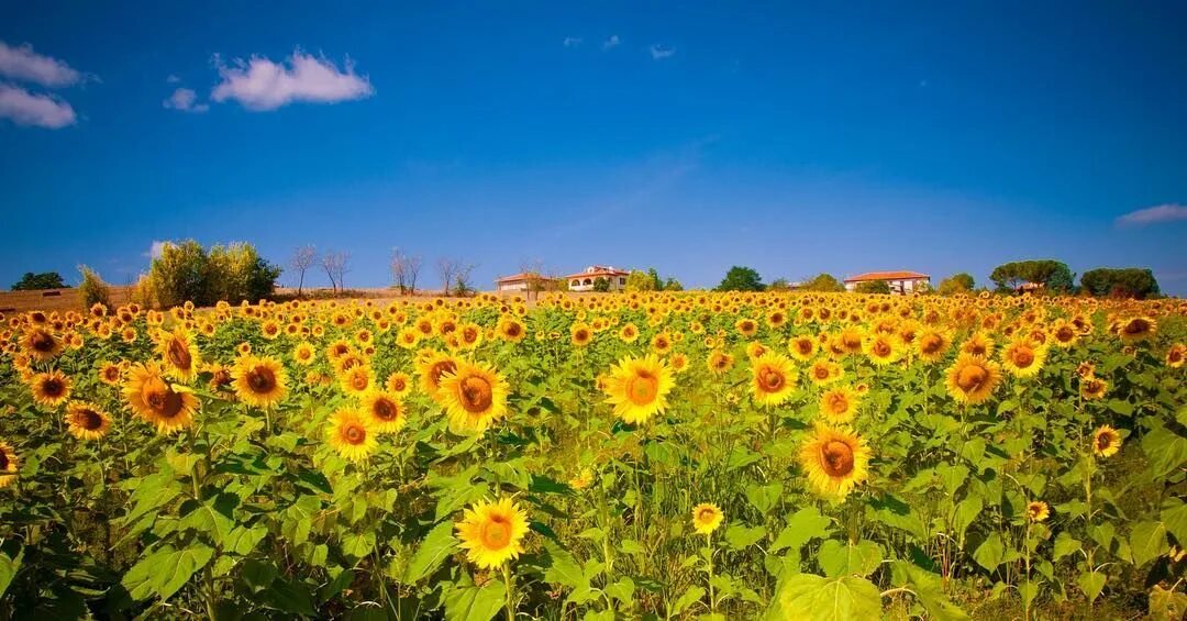 Природа кубани фото Simone Ciliberti on Instagram: "#sunflowers #girasoli #montepulciano #tuscany #t