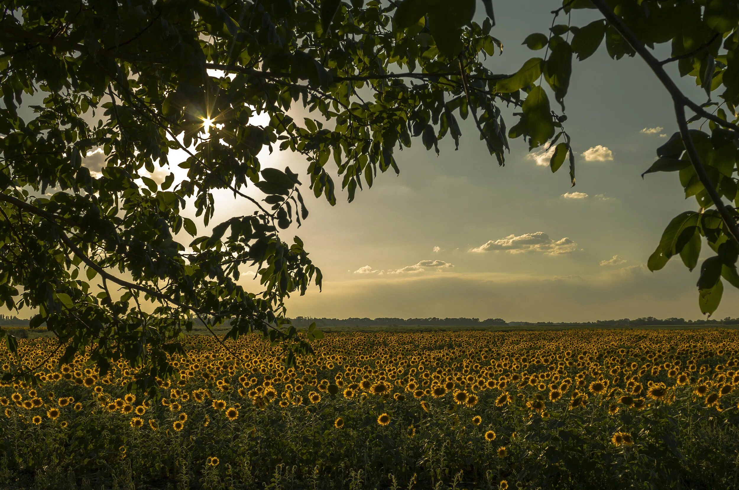 Природа кубани фото Основы фотографии. 1 ступень / Галерея работ / Fotoshkola.net