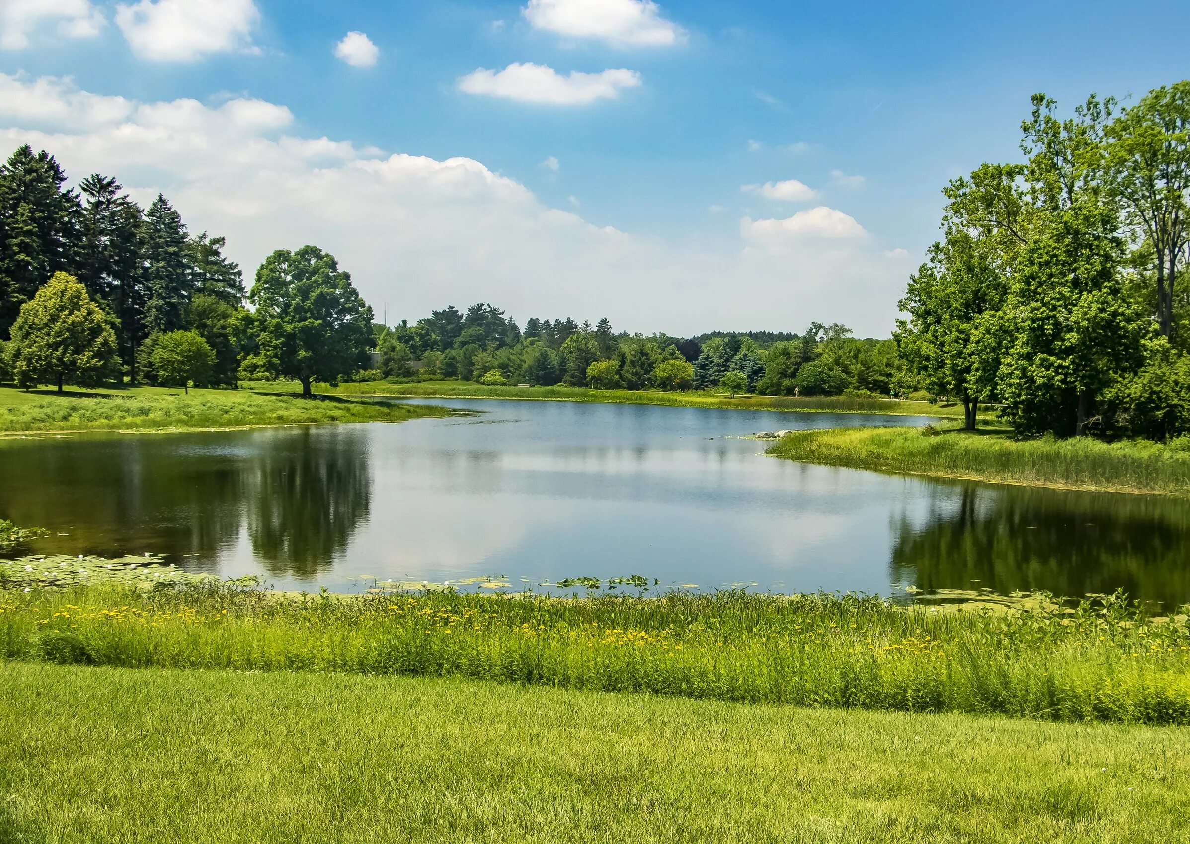 Природа лес река фото Download wallpaper greens, summer, grass, the sun, trees, pond, Park, USA, secti