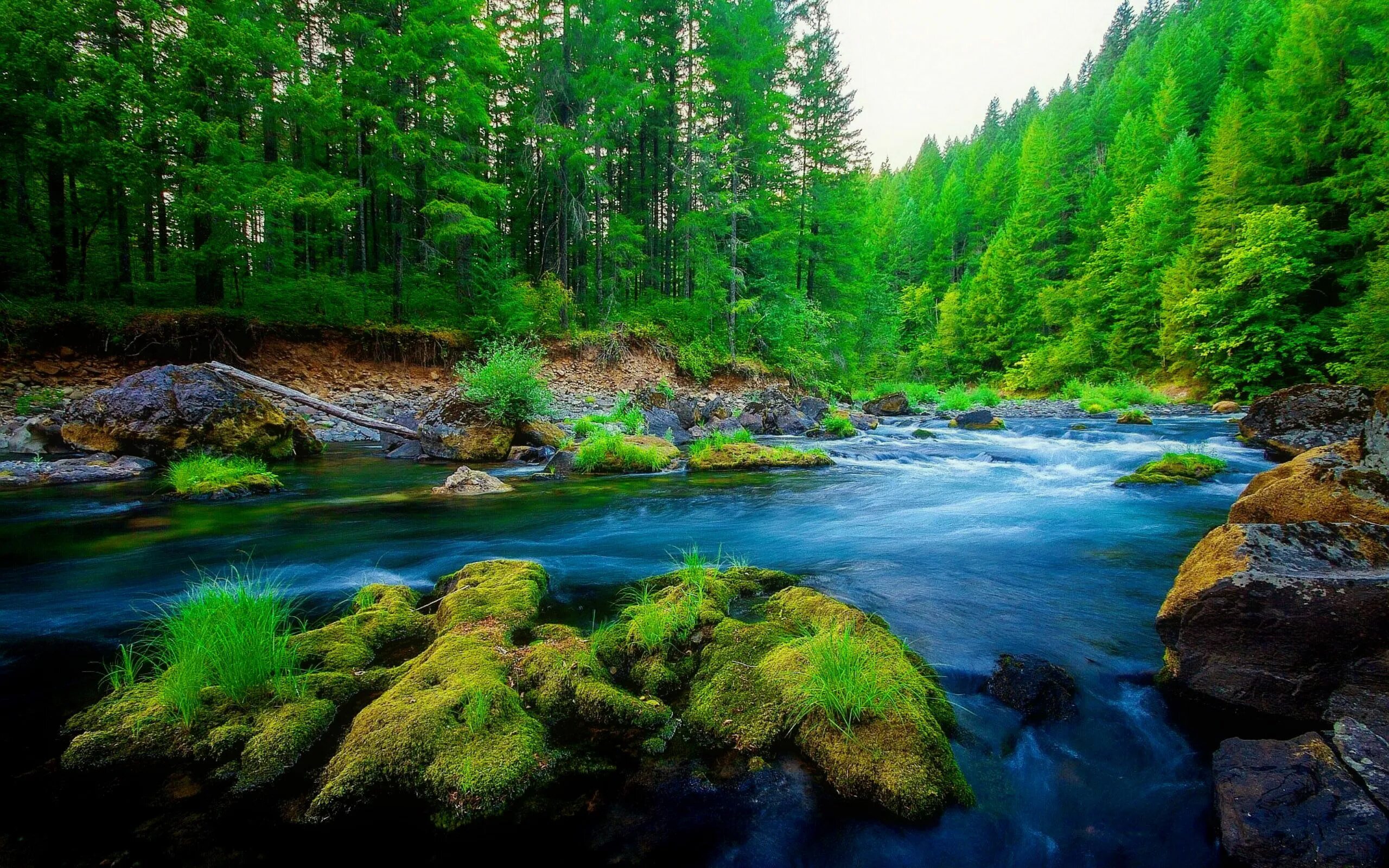 Природа лес река фото Over 70 Beautiful River HD Wallpapers for Qimen Dunjia Masters Green nature wall