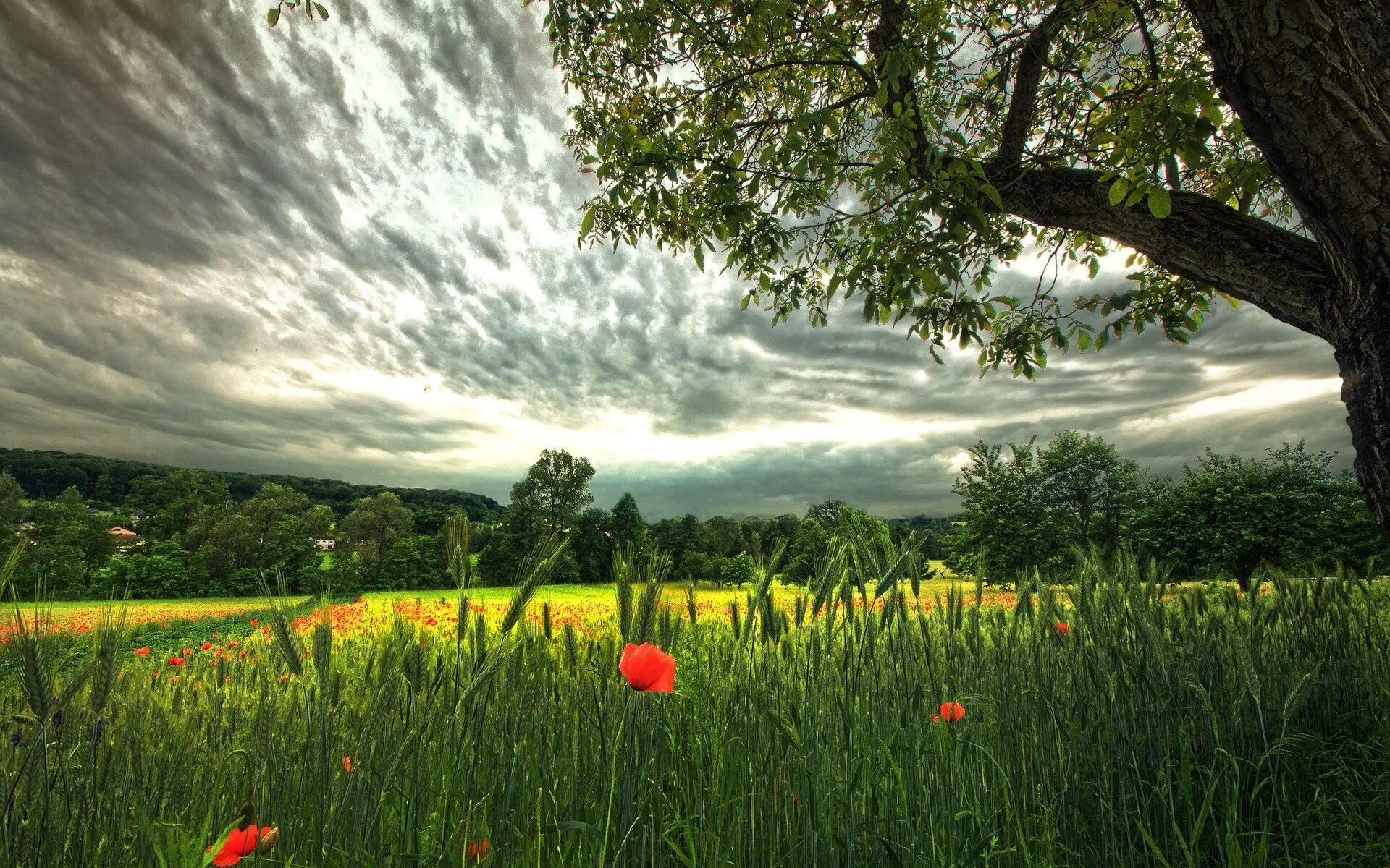 Природа летом фото высокого качества high definition nature wallpaper free download (1920x1200) Field wallpaper, Tree