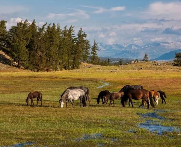 Природа монголии фото Mongolia. 2021 Драйв. Жизнь настоящего мужика VK