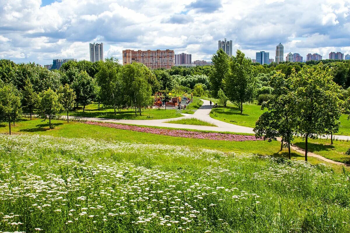 Природа москвы фото "Цветущий парк": лето в парке 50-летия Октября - Москва 24, 27.07.2015