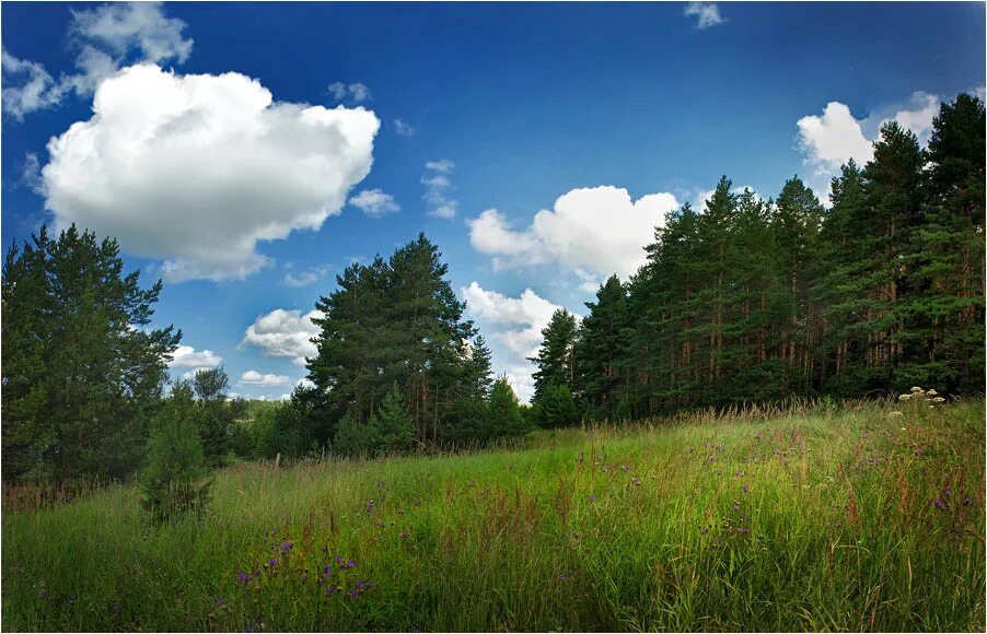 Природа нижегородской области фото Фотоклуб "ZOOOM" Галерея Пейзаж - Фото: "Нижегородские леса.