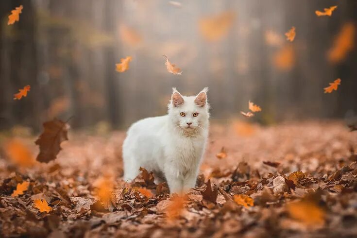 Природа осень и котики фото Cats & Kittens! ❤ ️❤ ️❤ ️에 있는 핀