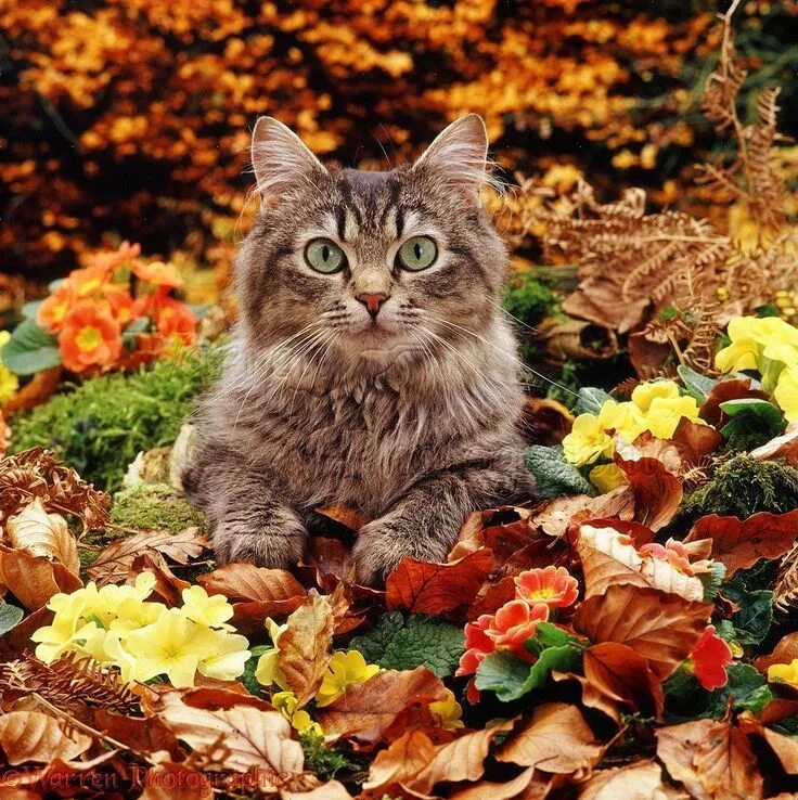 Природа осень и котики фото Pin by maya 47000 on Animaux Autumn animals, Beautiful cats, Cats