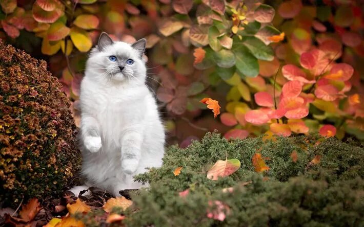 Природа осень и котики фото Download wallpapers Ragdoll, autumn, cute animals, cats, pets, Ragdoll Cat for d