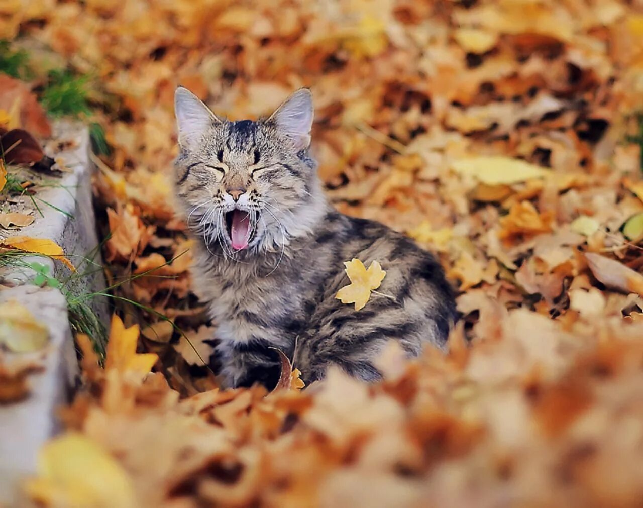 Природа осень и котики фото Autumn Thrills : Photo Cats, Animals, Cats and kittens