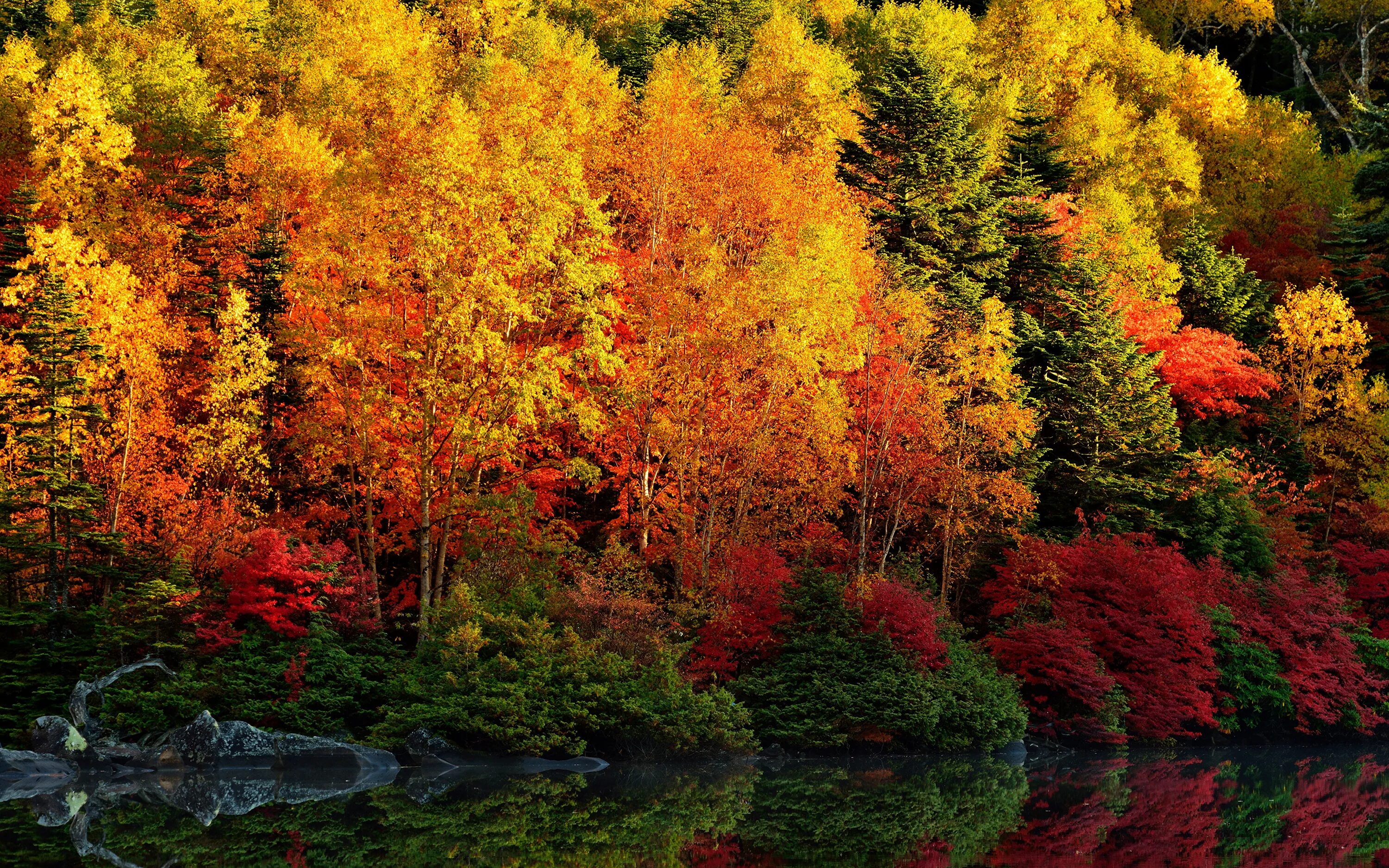 Природа осенью фото скачать бесплатно Photos Autumn Nature Trees 3840x2400