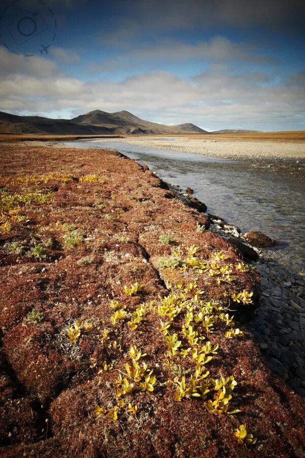 Природа острова врангеля фото Wrangel Island Photo Essay