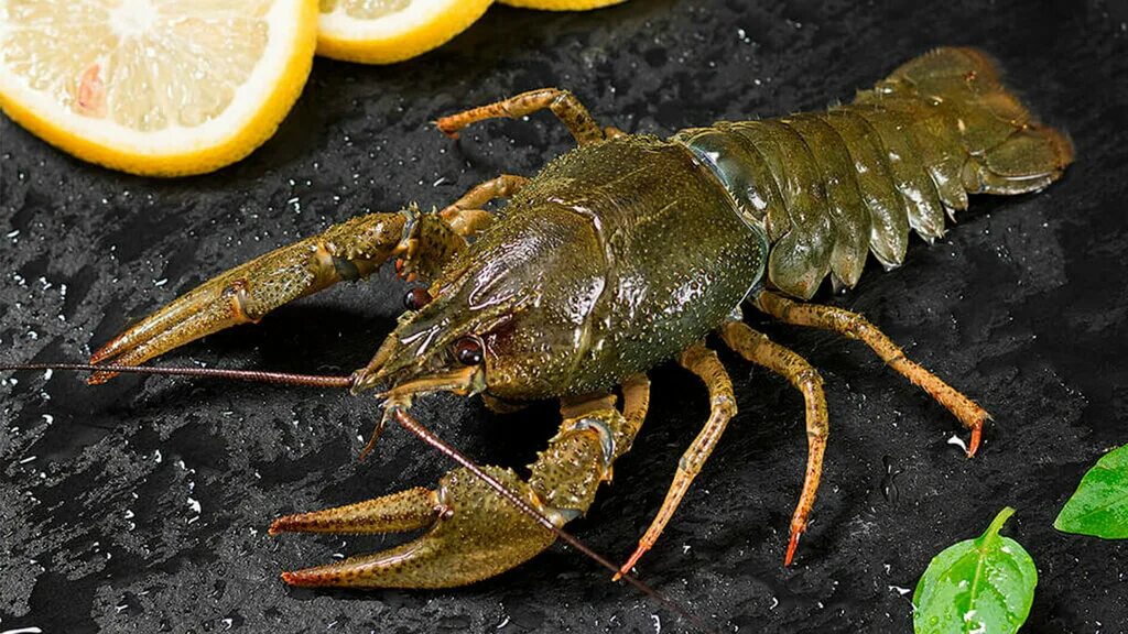 File:Crayfish (9485283350).jpg - Wikimedia Commons