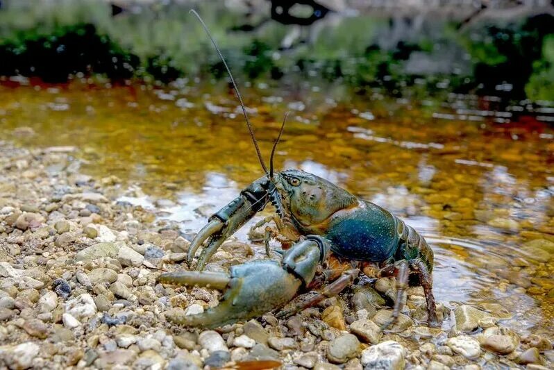 Природа раки фото Tasmania's giant freshwater crayfish threatened by logging plan: conservationist