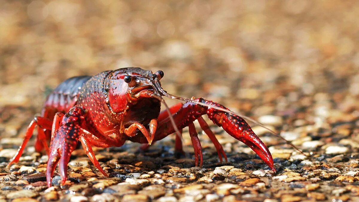 Природа раки фото File:Crayfish (9485283350).jpg - Wikimedia Commons