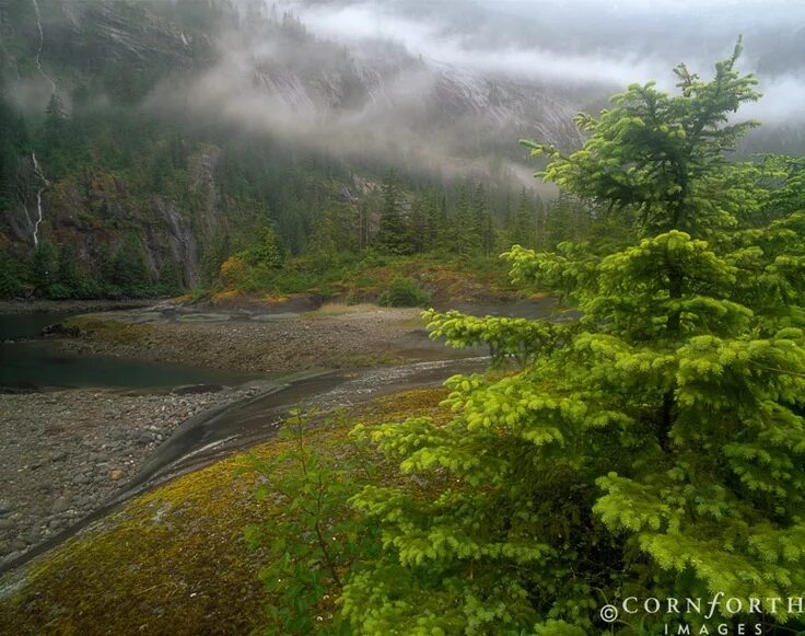 Природа сегодня фото Alaska Tongass national forest, Amazing nature photography, Nature pictures