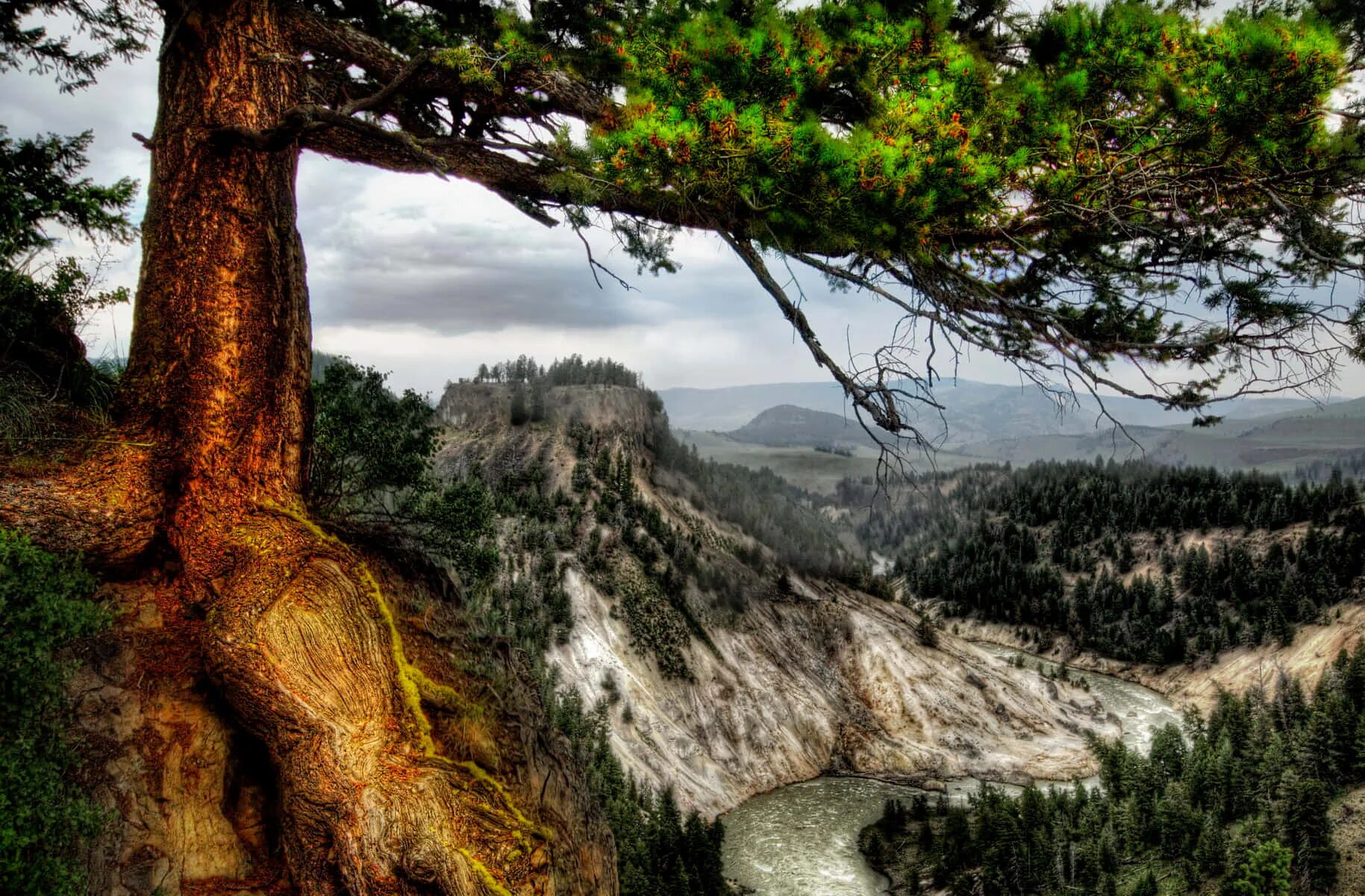 Природа сосны фото Download Yellowstone Tree Overlooking The River Background Wallpapers.com