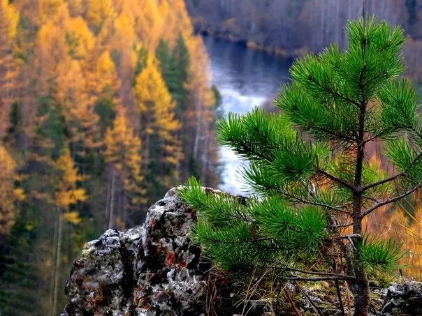 Природа сосны фото Pine - Ural mountains, the river Ivdel. Photo by Alexander Savin. #Природа #Росс